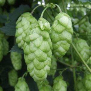 East Kent Golding Hops (Sold per gram)