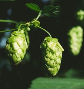 Strata Hops (Sold per gram)
