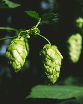 Strata Hops (Sold per gram)
