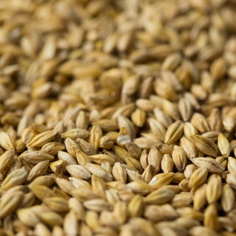 German Pilsner ($4.00 per kg)