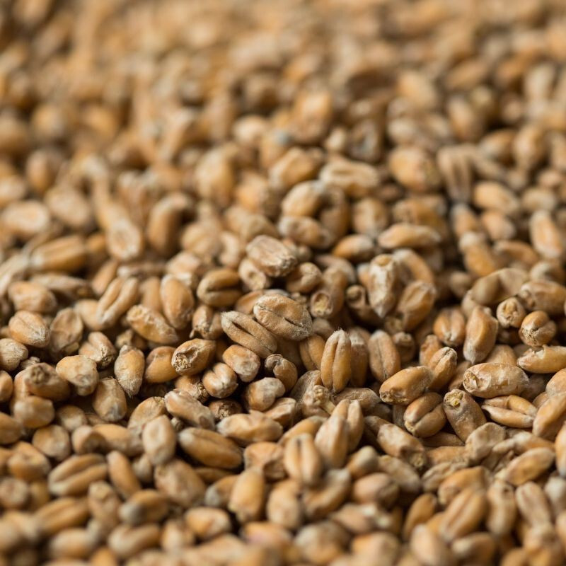 Wheat Malt ($4.70 per kg)